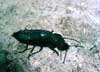 devil's coachhors beetle